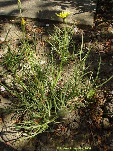 Scorzonera laciniatum