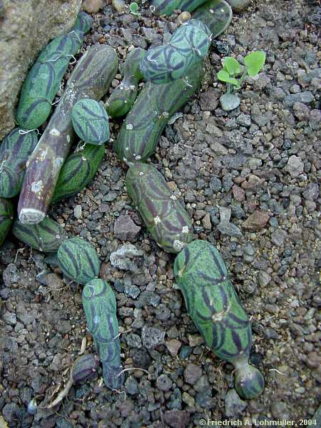 Senecio articulatus