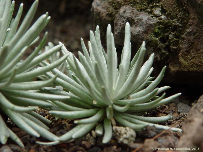 Senecio scaposus