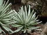 Senecio scaposus