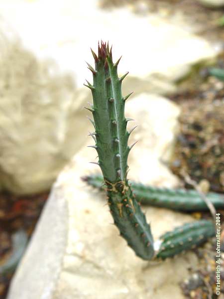 Senecio stapeliformis