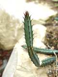 Senecio stapeliformis