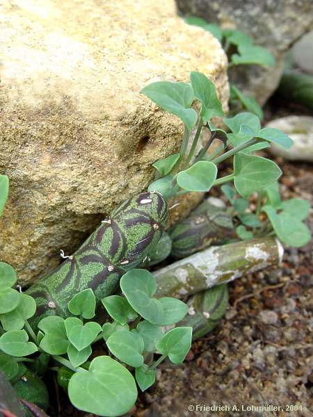 Senecio articulatus