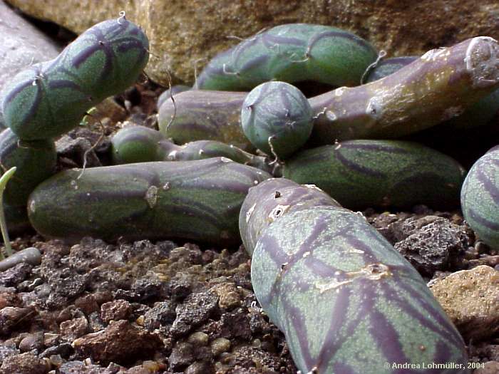 Senecio articulatus