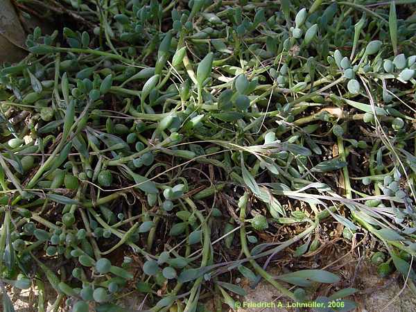 Senecio citriformis