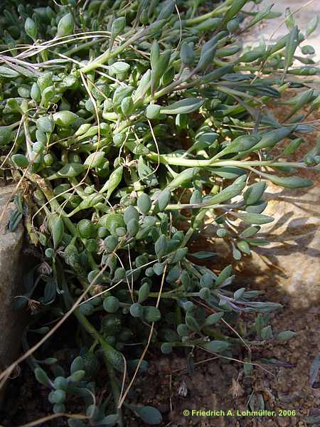 Senecio citriformis