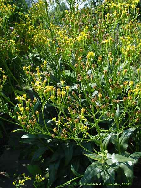 Senecio doria