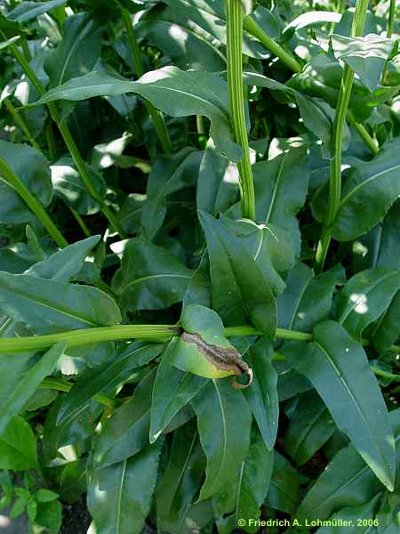 Senecio doria