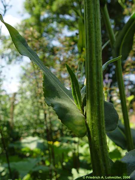 Senecio doria