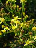 Senecio doria