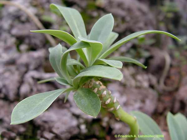 Senecio galpinii