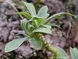 Senecio galpinii