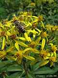 Senecio jacobaea