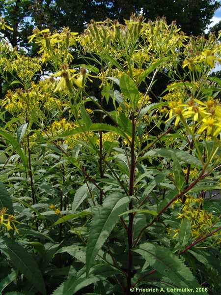 Senecio jacobaea