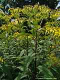 Senecio jacobaea