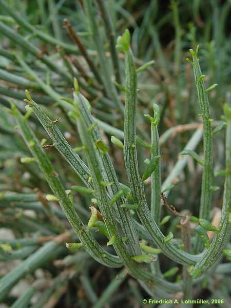 Senecio longiflorus