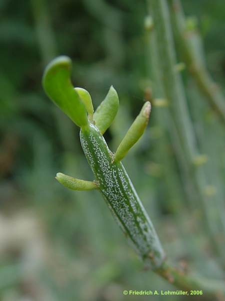 Senecio longiflorus