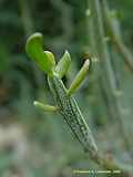 Senecio longiflorus