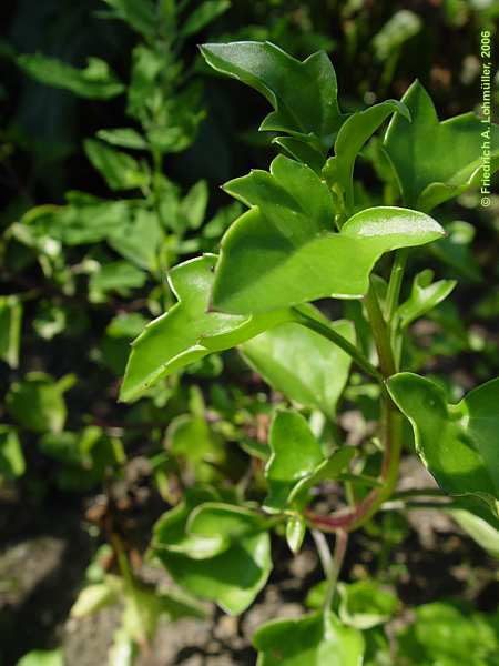 Senecio macroglossus