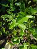 Senecio macroglossus