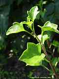 Senecio macroglossus