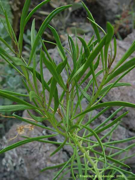 Senecio meuselii