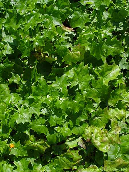 Senecio mikanioides