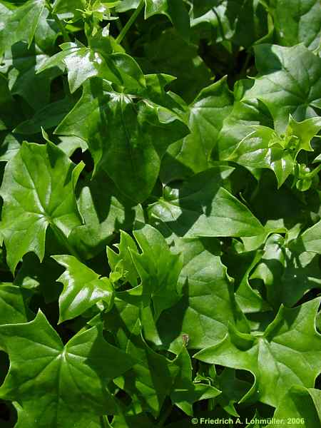 Senecio mikanioides