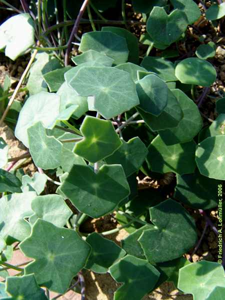 Senecio oxyriaefolius