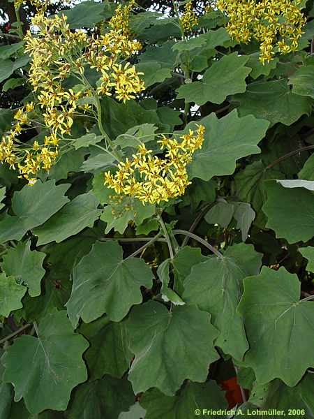 Senecio petasioides