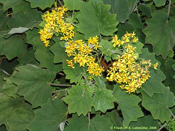 Senecio petasioides