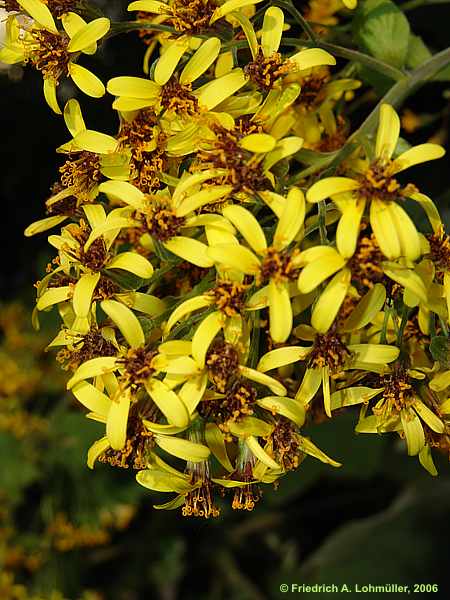 Senecio petasioides