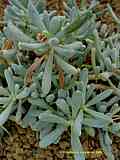 Senecio serpens