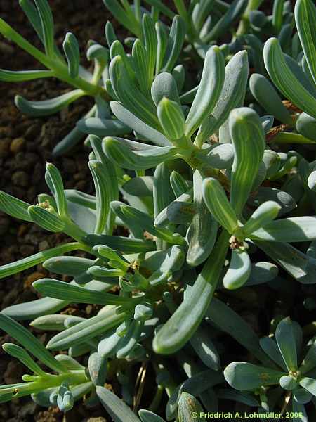 Senecio serpens