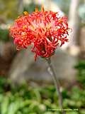 Senecio stapeliformis