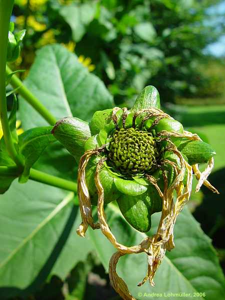 Silphium perfoliatum