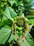 Silphium perfoliatum