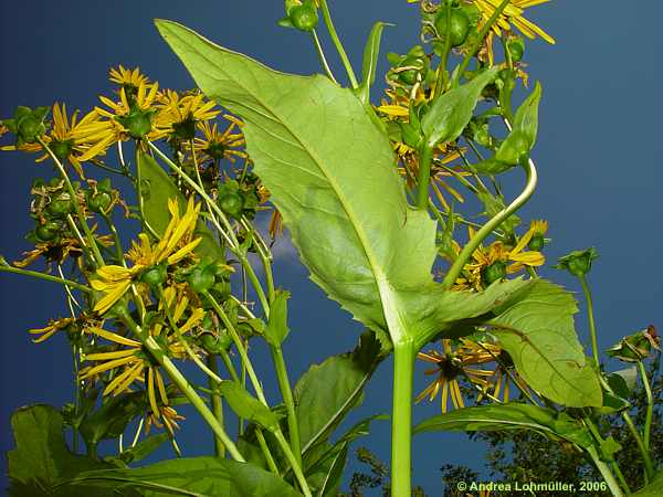 Silphium perfoliatum