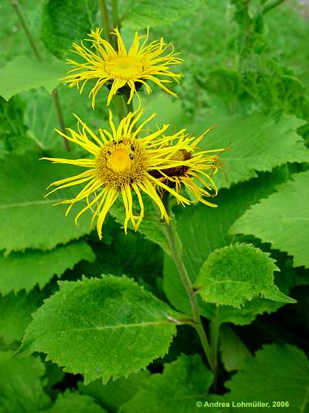 Silphium perfoliatum