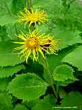 Silphium perfoliatum