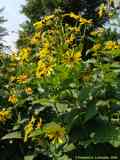 Silphium perfoliatum