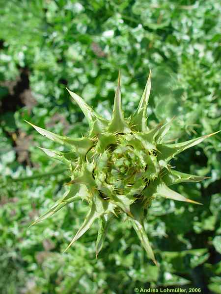 Silybum marianum