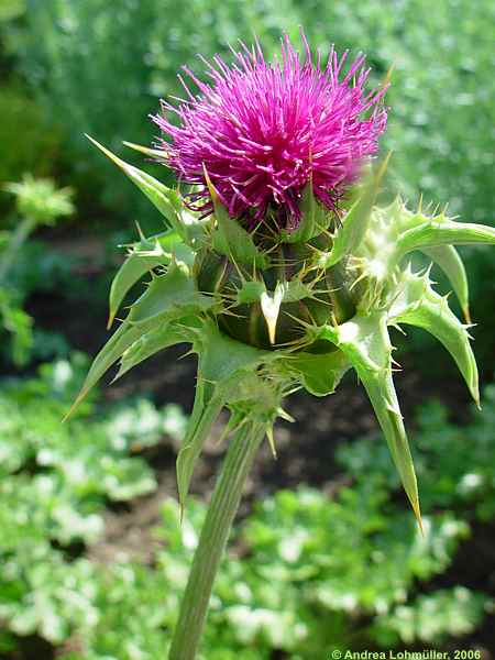 Silybum marianum