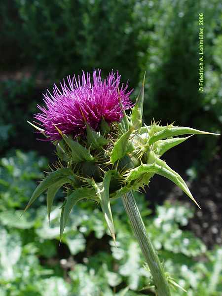 Silybum marianum