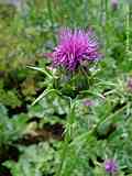 Silybum marianum