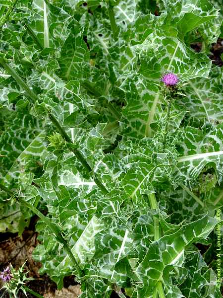 Silybum marianum