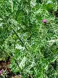 Silybum marianum