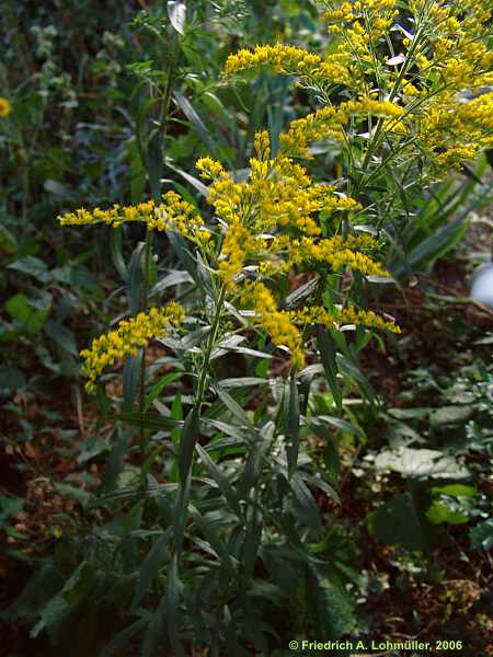 Solidago canadensis