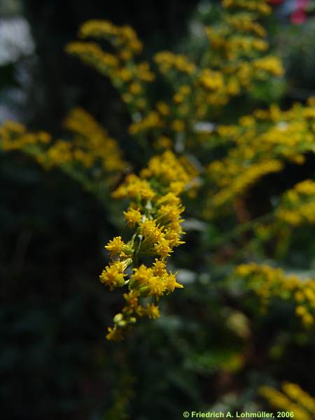 Solidago canadensis