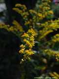 Solidago canadensis